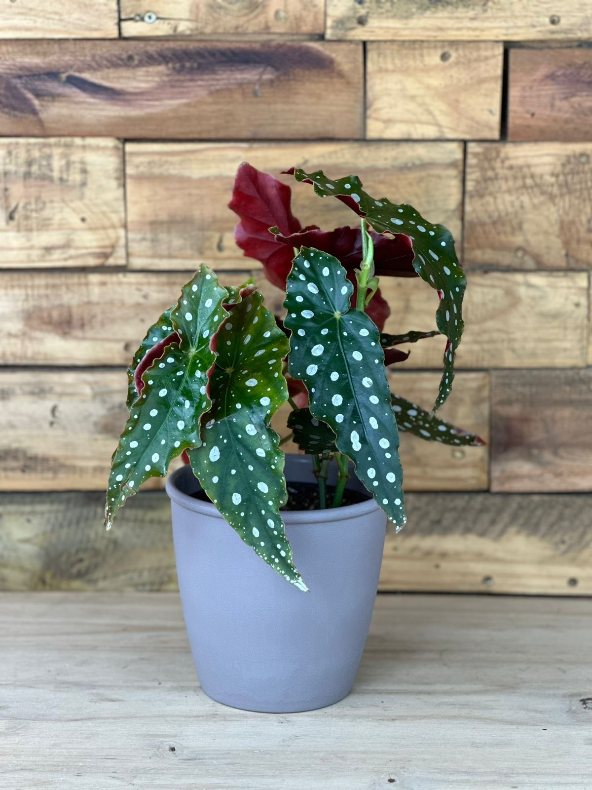 Polka Dot Begonia With Decorative Pot - Botanical Heaven