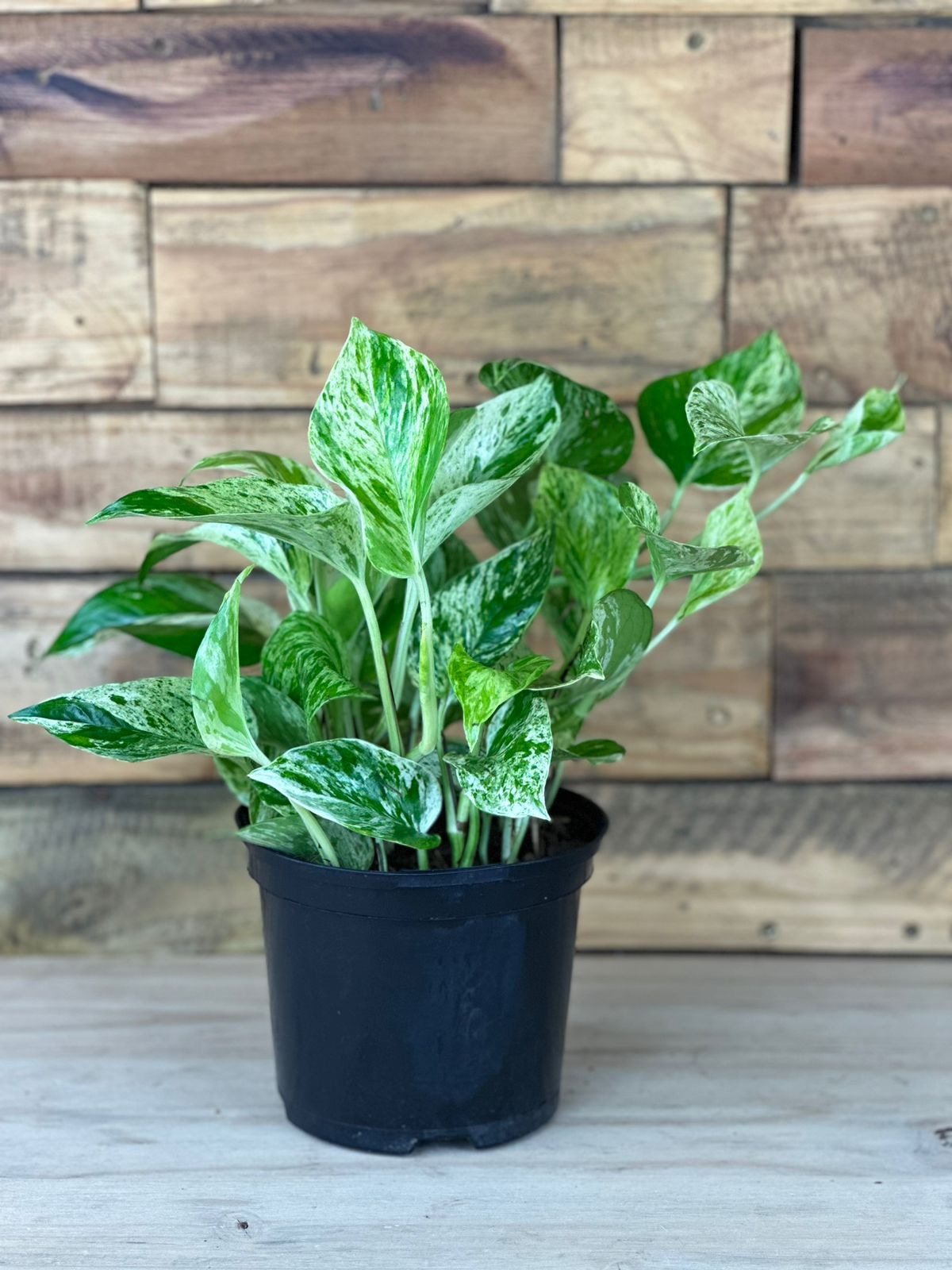 Marble Queen Pothos - Botanical Heaven