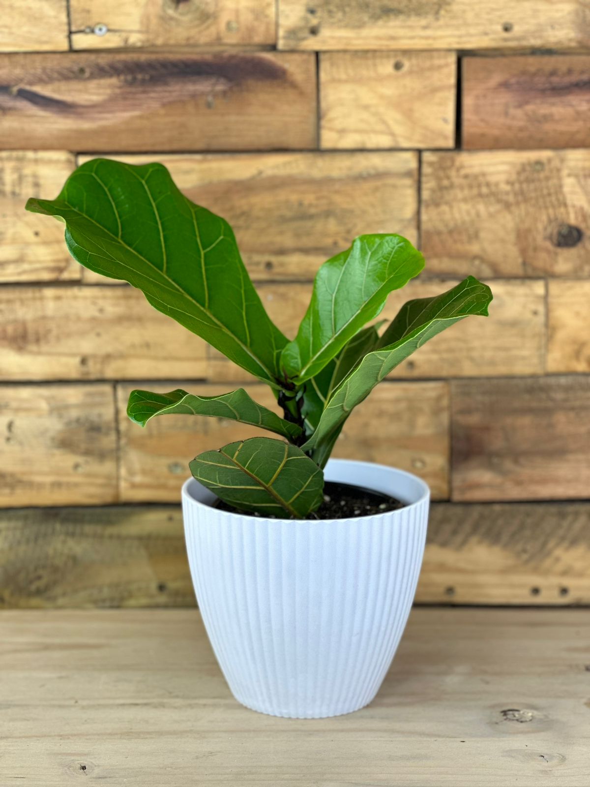 Fiddle Leaf Fig With Decorative Pot (Small) - Botanical Heaven