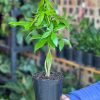 Small Money Tree