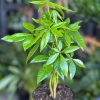 Small Money Tree - Image 2