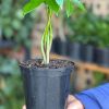 Small Money Tree - Image 3