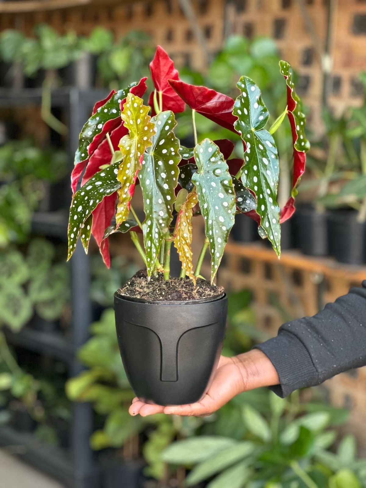 Small Polka Dot Begonia With Decorative Pot - Botanical Heaven