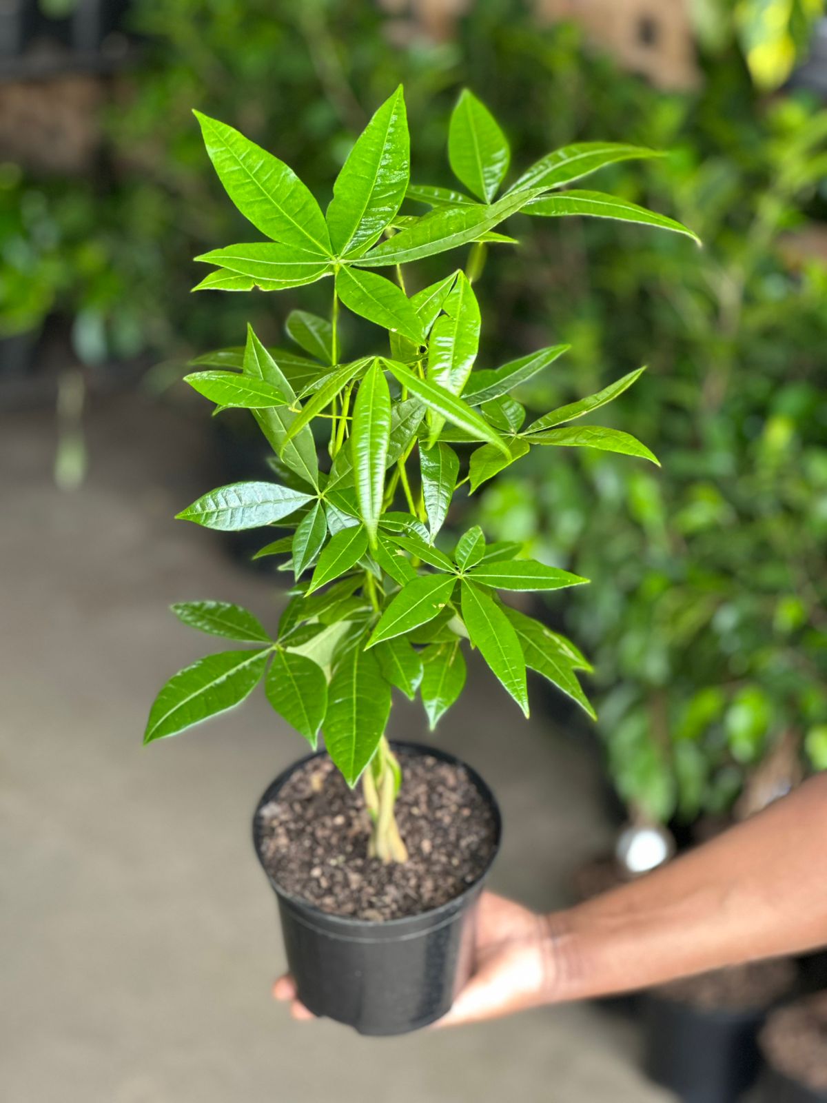 Small Money Tree Small Money Tree - Botanical Heaven