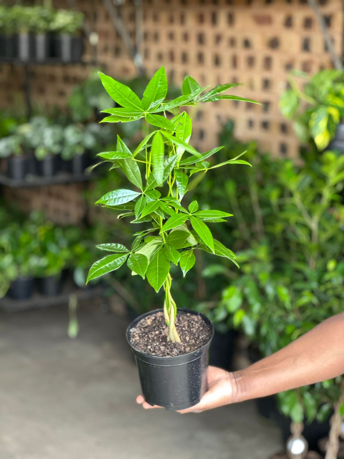 Small Money Tree Small Money Tree - Botanical Heaven