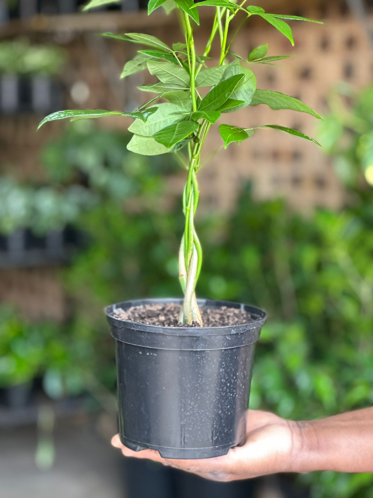 Small Money Tree Small Money Tree - Botanical Heaven