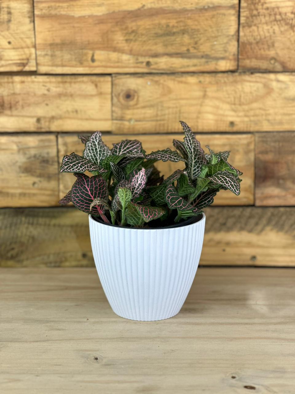 Pink Nerve Plant With Decorative Pot - Botanical Heaven