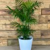 Small Love Palm With Decorative Pot