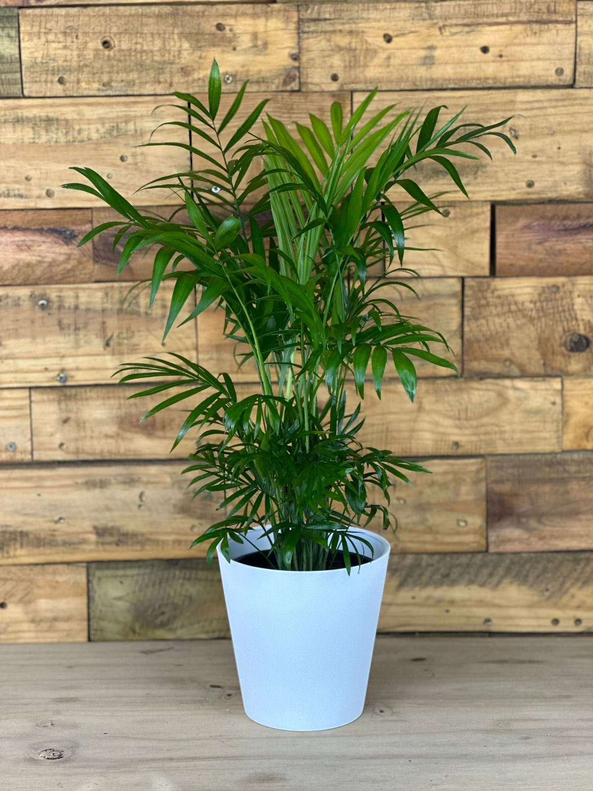 Love Palm With Decorative Pot - Botanical Heaven