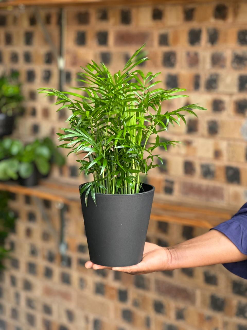 Small Love Palm With Decorative Pot - Botanical Heaven
