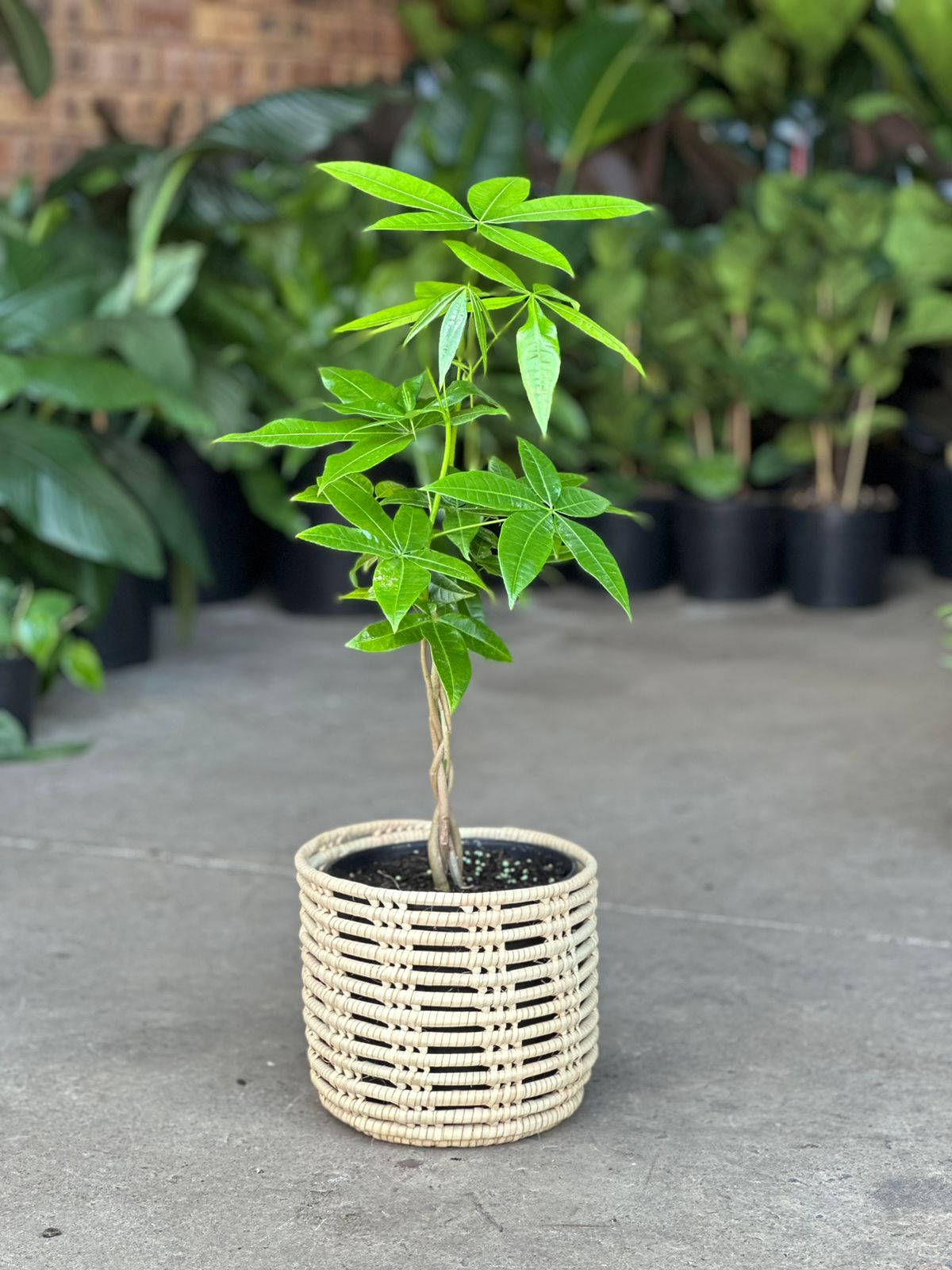 Medium Money Tree With a Basket - Botanical Heaven