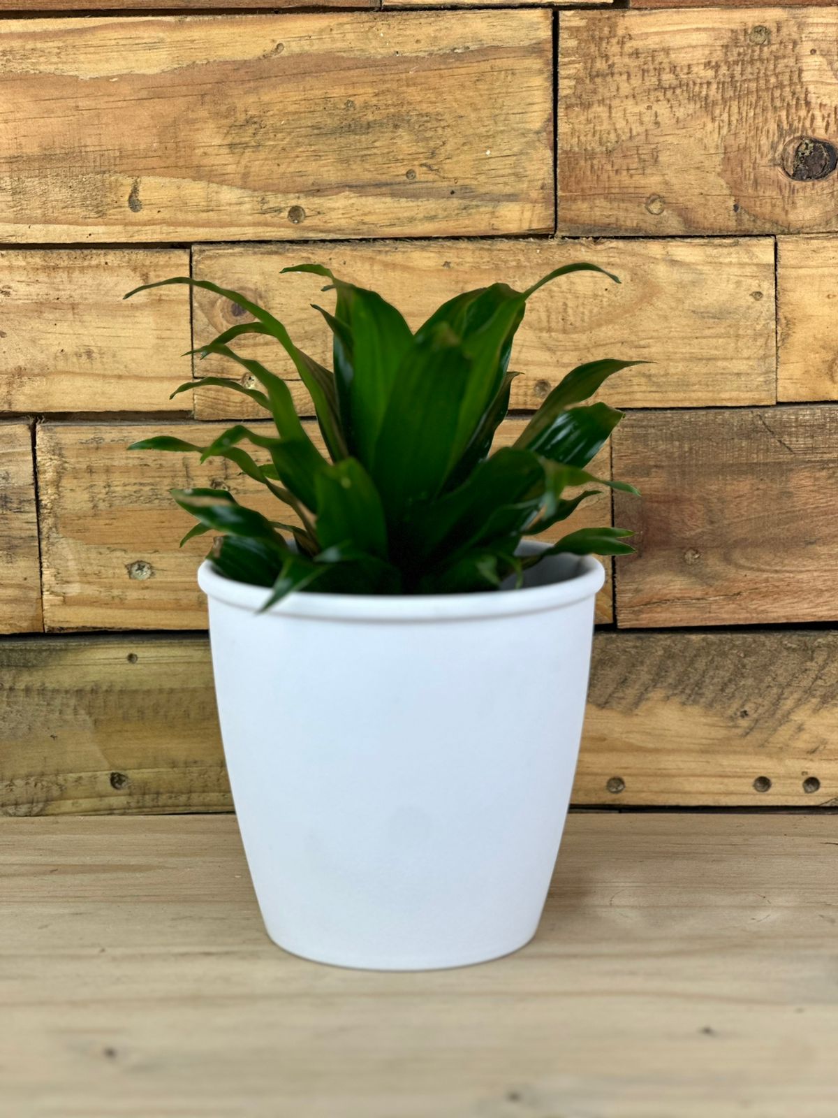 Dracaena Compacta With Decorative Pot - Botanical Heaven