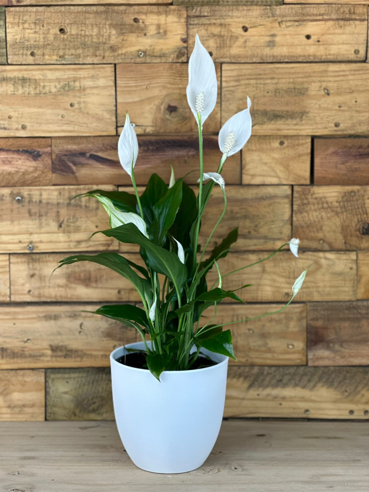 Small Peace Lily With Decorative Pot - Botanical Heaven