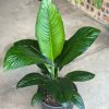 XL Spathiphyllum Sensation (Single stem) - Image 4
