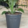 XL Spathiphyllum Sensation (Single stem) - Image 7