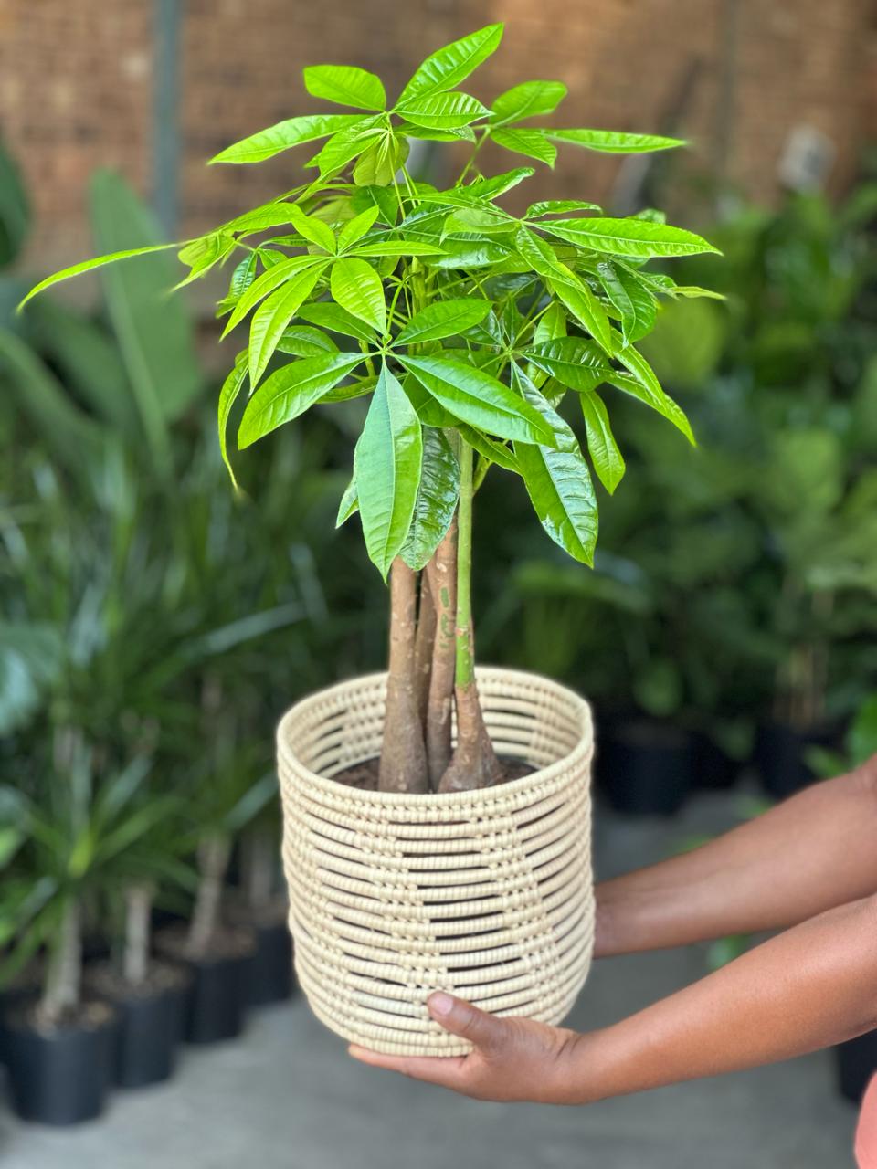 Medium Money Tree With a Basket - Botanical Heaven