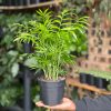 Small Love Palm
