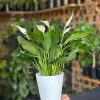 Small Peace Lily With Decorative Pot