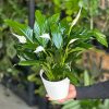 Small Peace Lily With Decorative Pot - Image 2