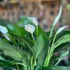 Small Peace Lily With Decorative Pot - Image 3