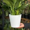 Small Peace Lily With Decorative Pot - Image 4