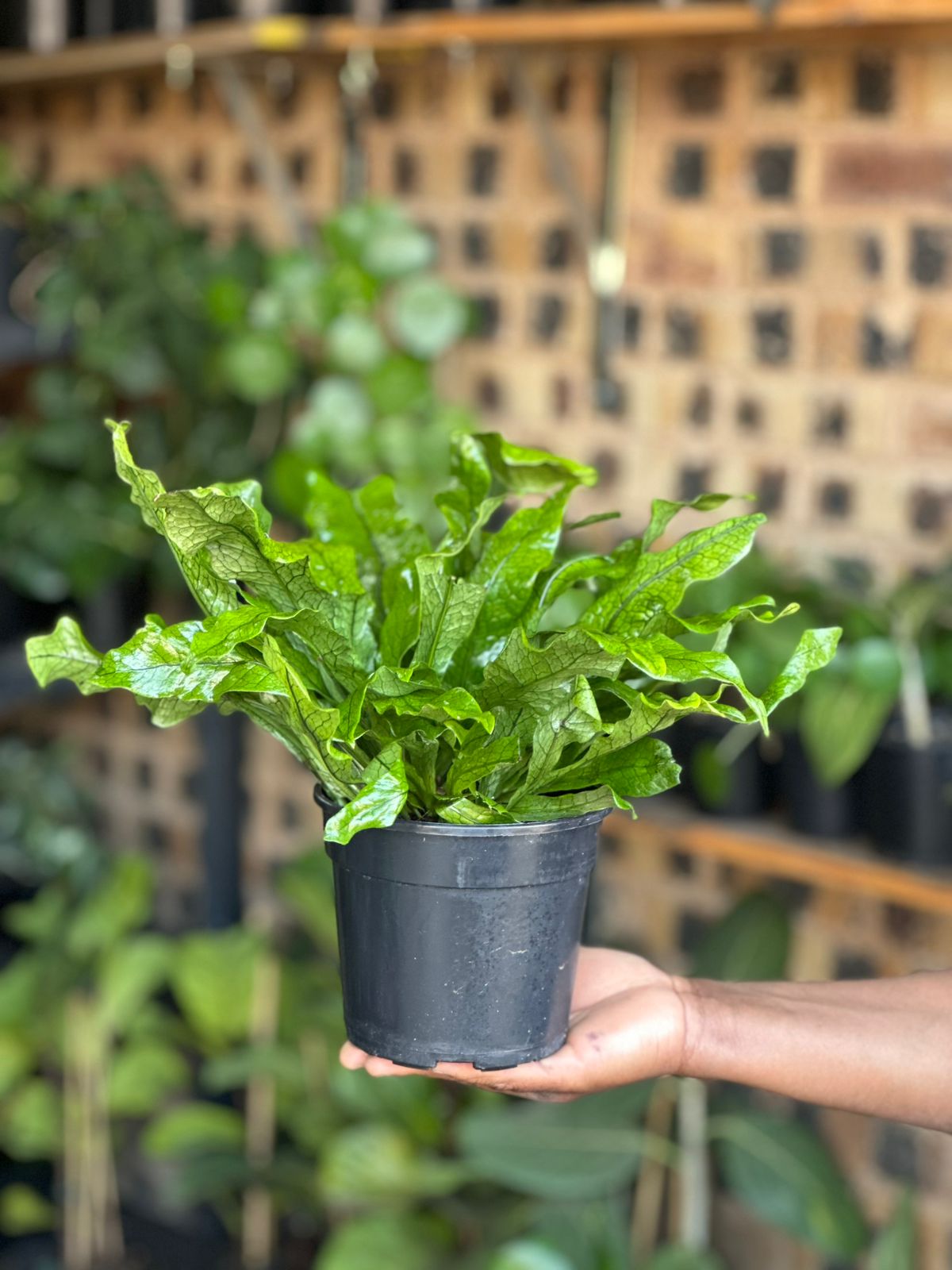 Small Crocodile Fern - Botanical Heaven