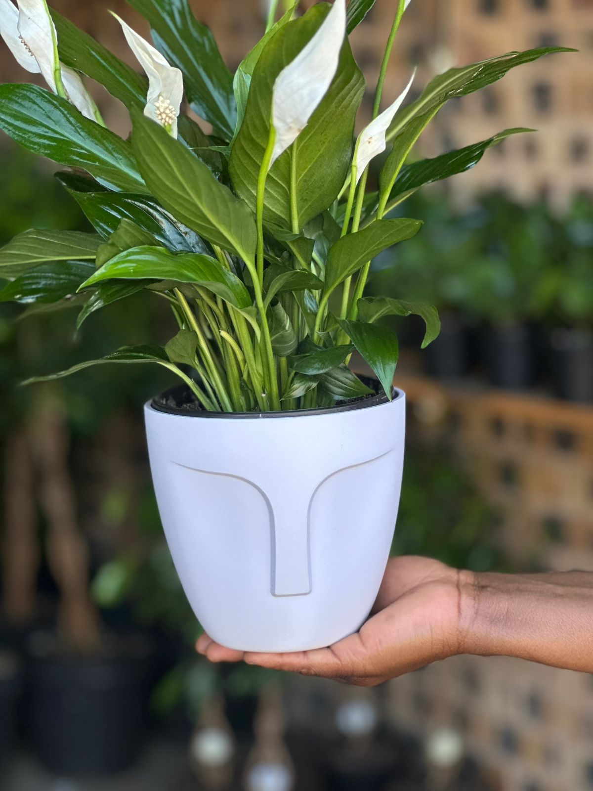 Small Peace Lily With Decorative Pot Small Peace Lily With Decorative Pot - Botanical Heaven
