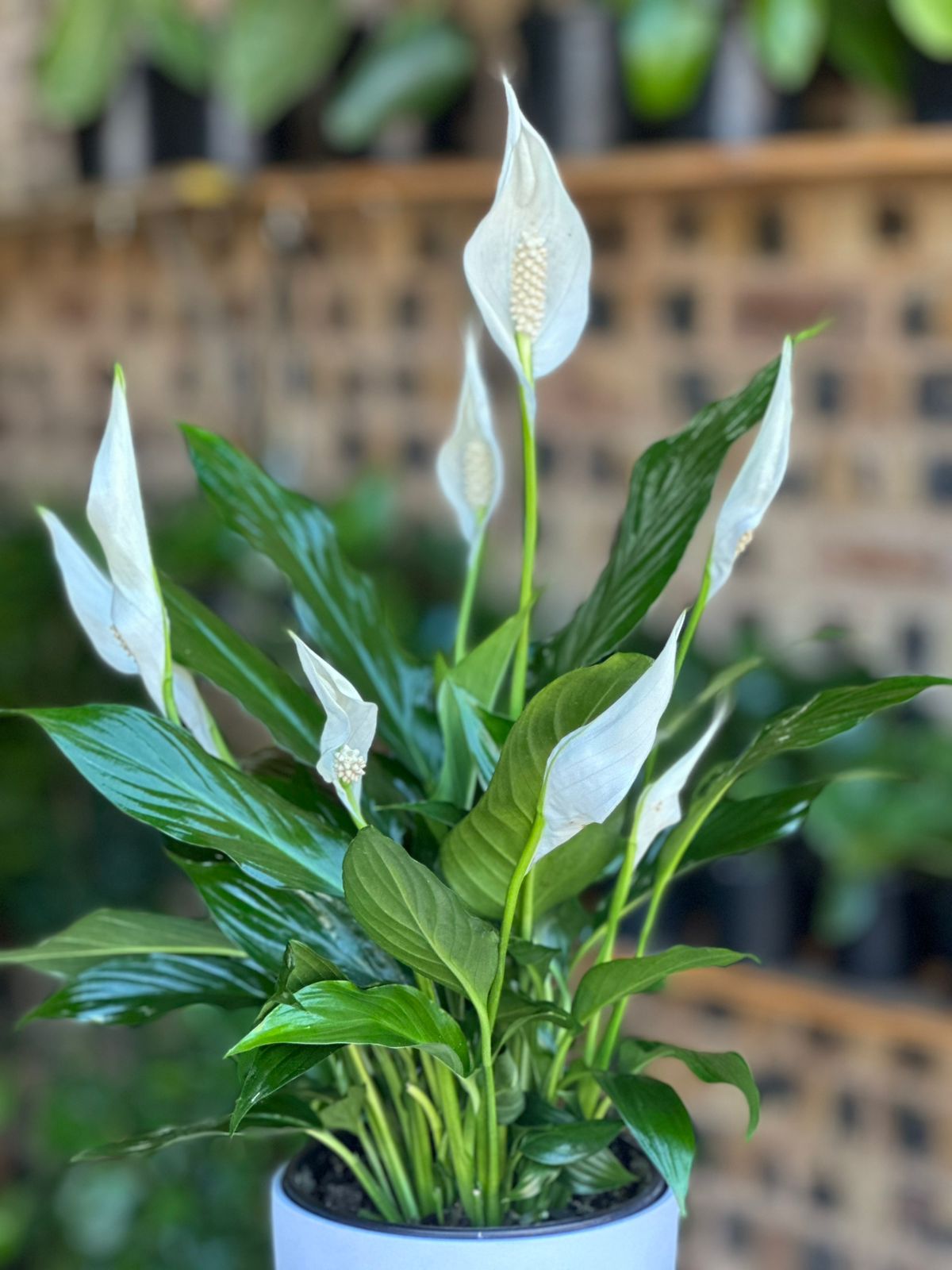 Small Peace Lily With Decorative Pot Small Peace Lily With Decorative Pot - Botanical Heaven