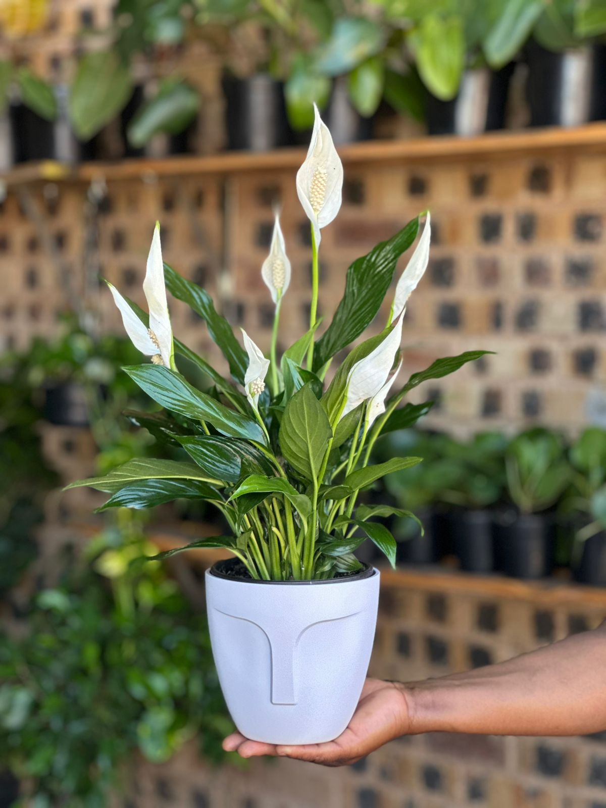 Small Peace Lily With Decorative Pot Small Peace Lily With Decorative Pot - Botanical Heaven