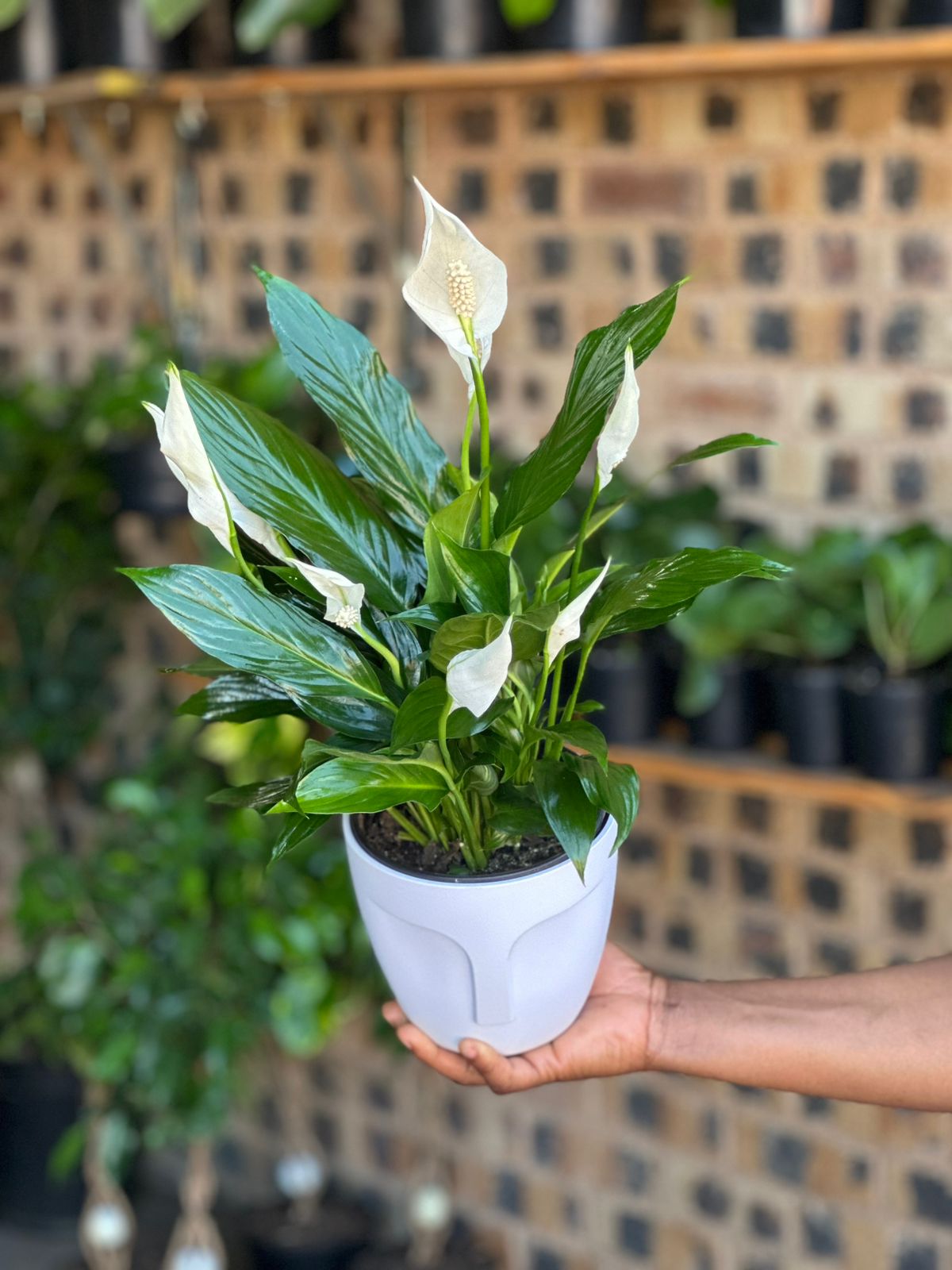 Small Peace Lily With Decorative Pot Small Peace Lily With Decorative Pot - Botanical Heaven