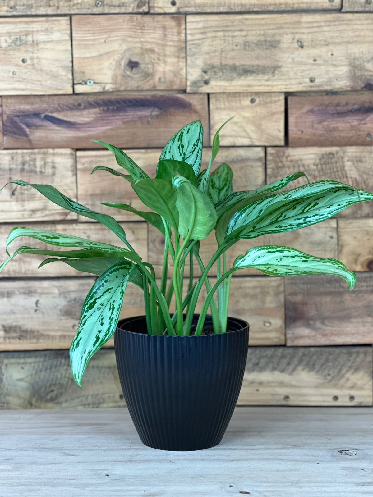 Chinese Evergreen Silver With Decorative Pot - Botanical Heaven