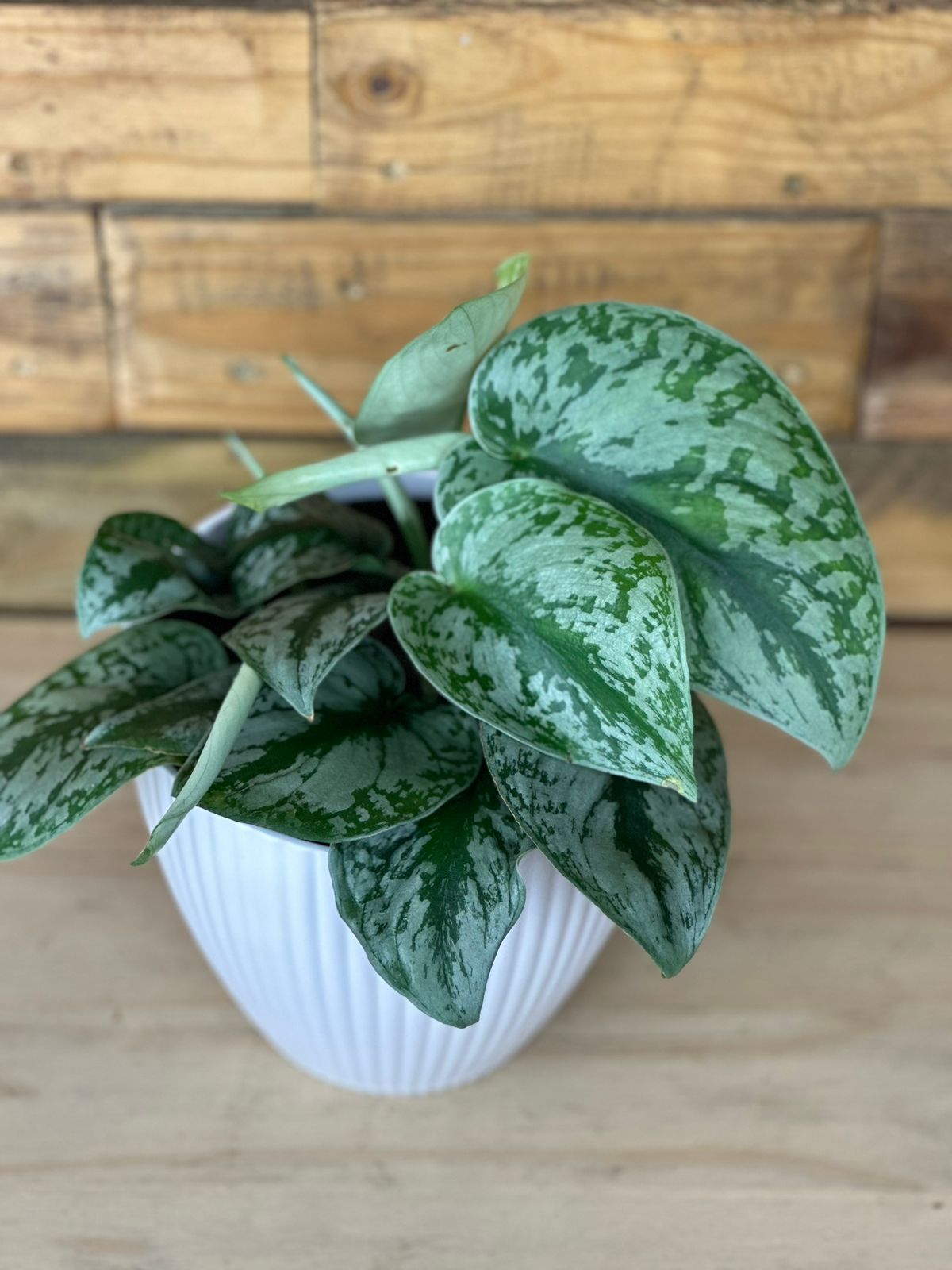 Silver Splash Pothos With Decorative Pot - Botanical Heaven