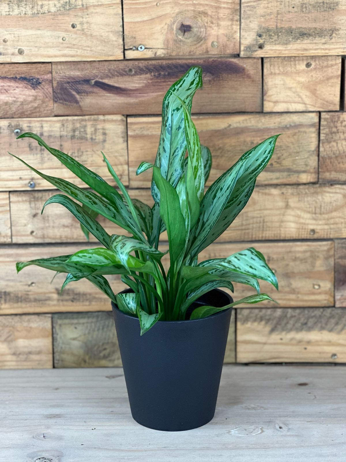 Chinese Evergreen Silver With Decorative Pot - Botanical Heaven