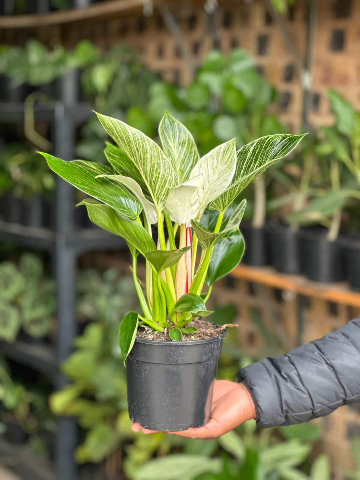 Small Philodendron Birkin - Botanical Heaven