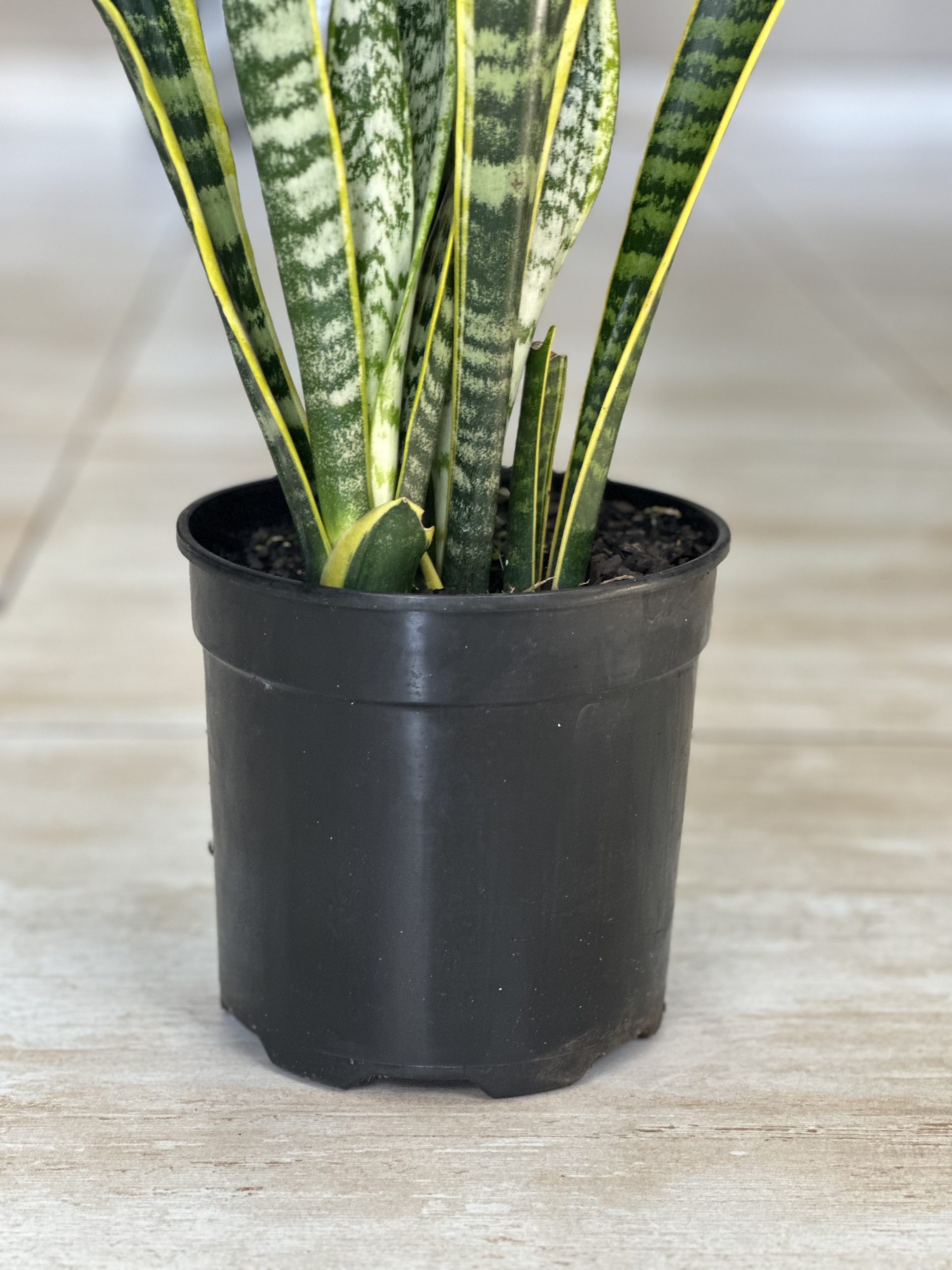 Variegated Snake Plant (M) - Botanical Heaven