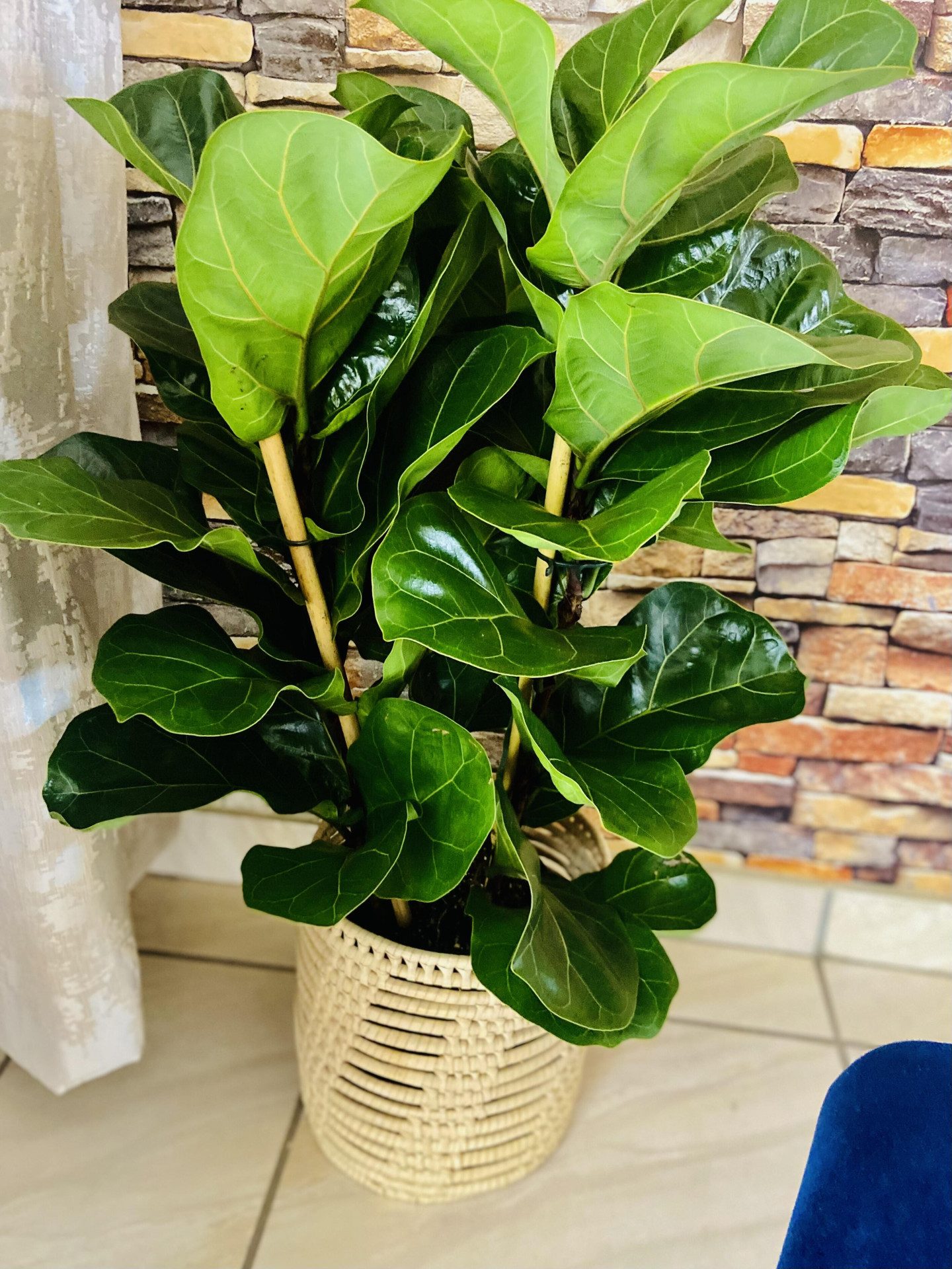 Image #1 from Sibongile Limba