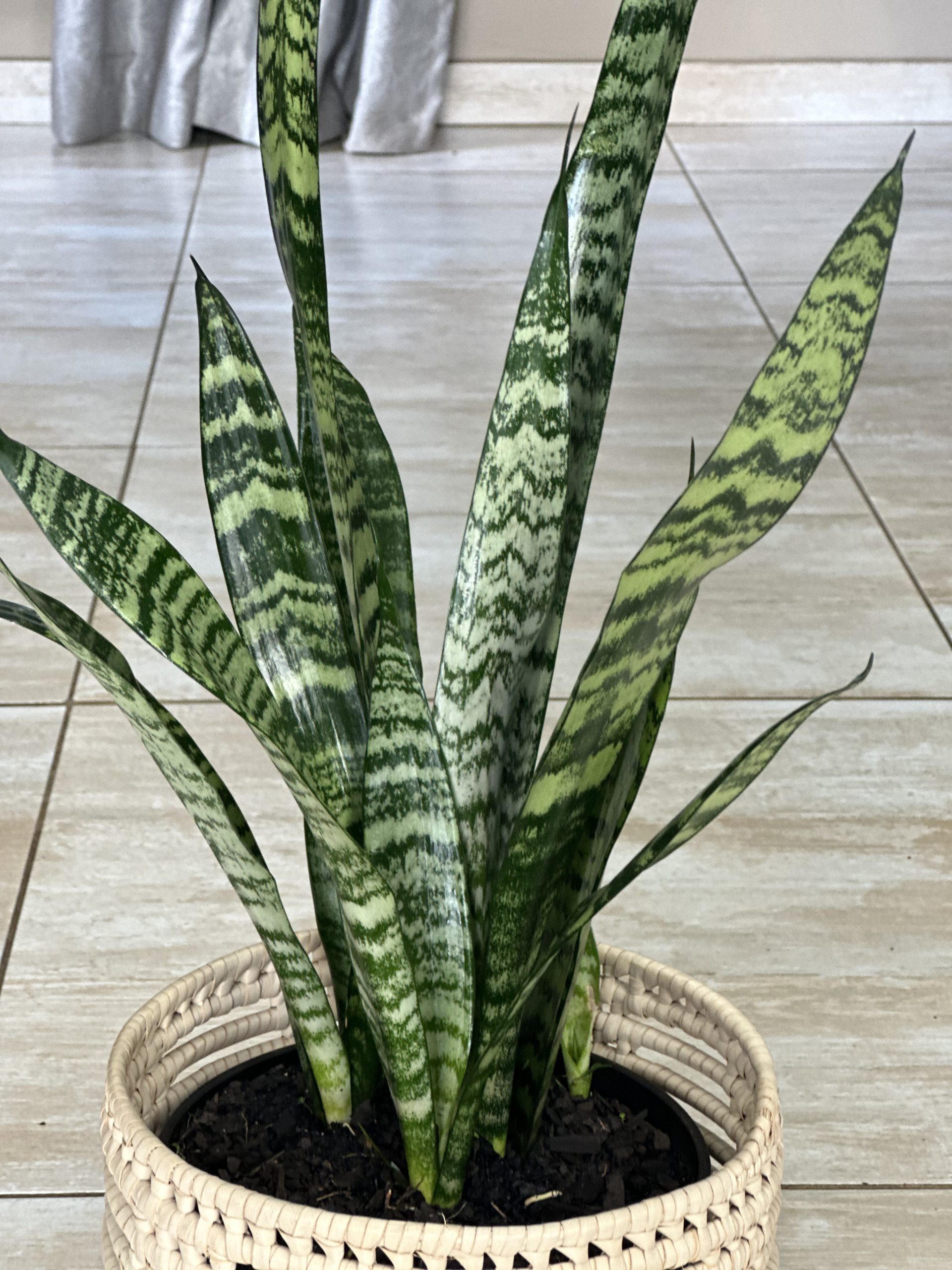 Green Snake Plant With Basket (M) - Botanical Heaven