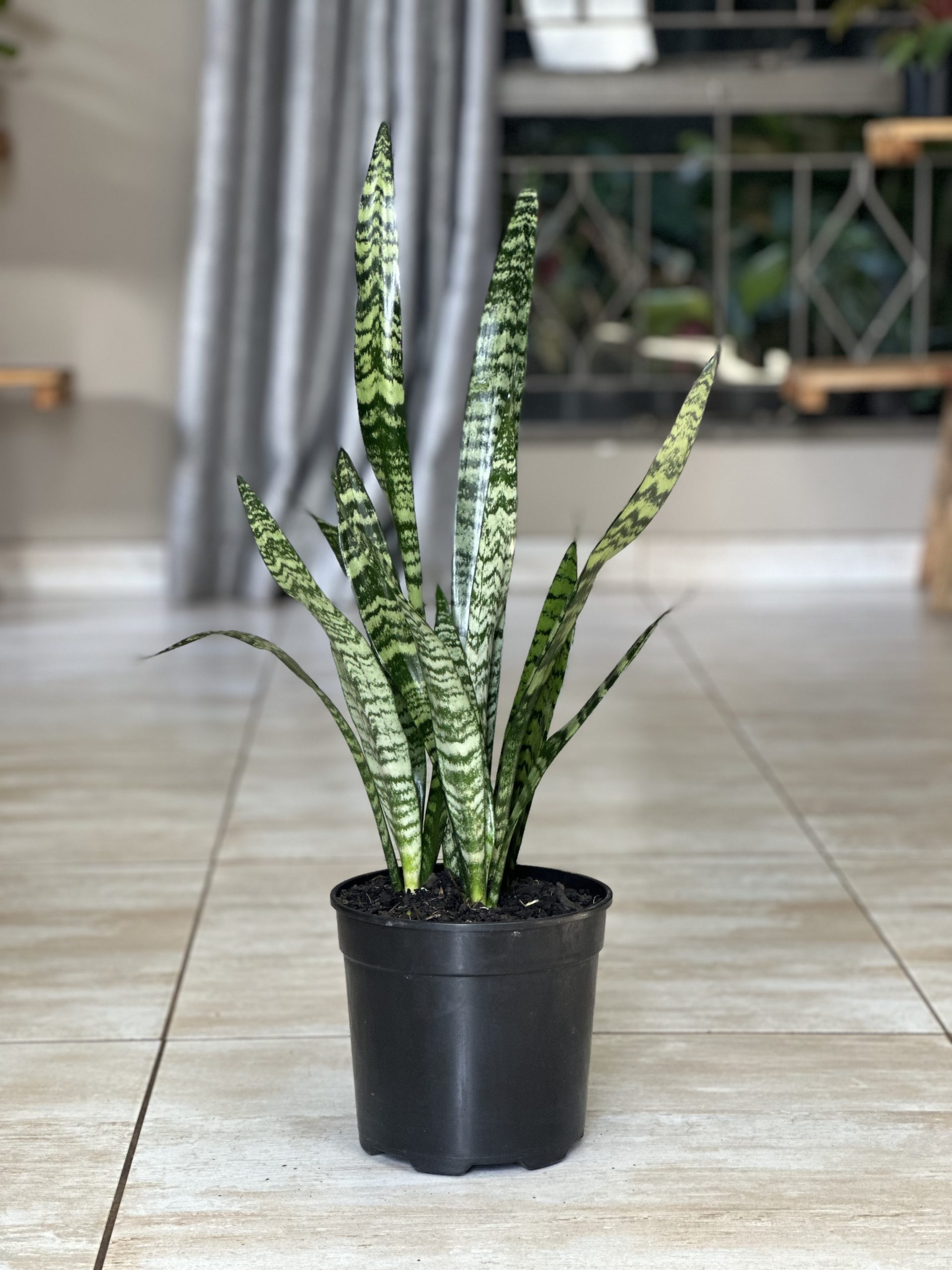 Green Snake Plant (M) - Botanical Heaven