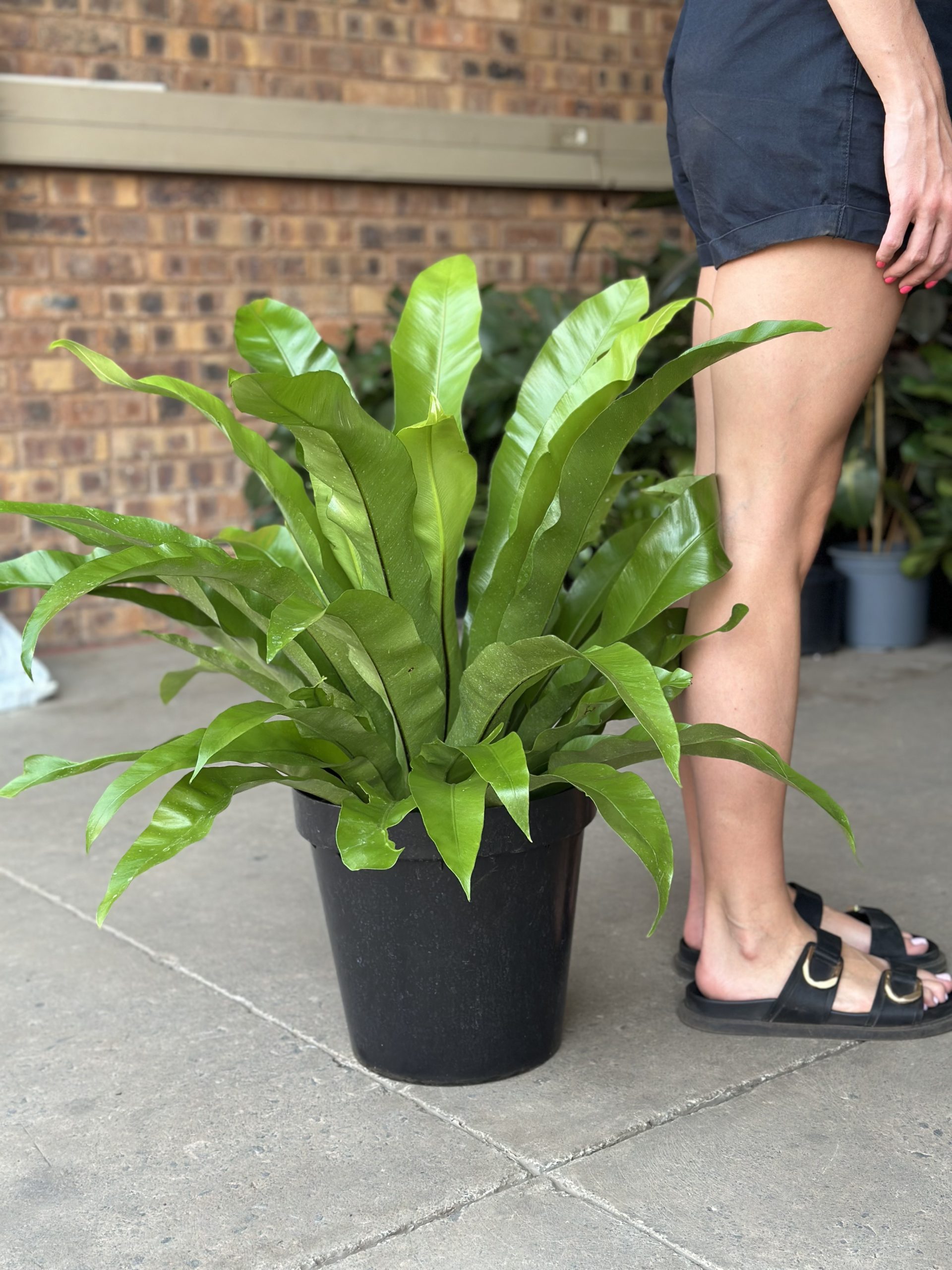 XL Birds Nest Fern Antiquum - Botanical Heaven