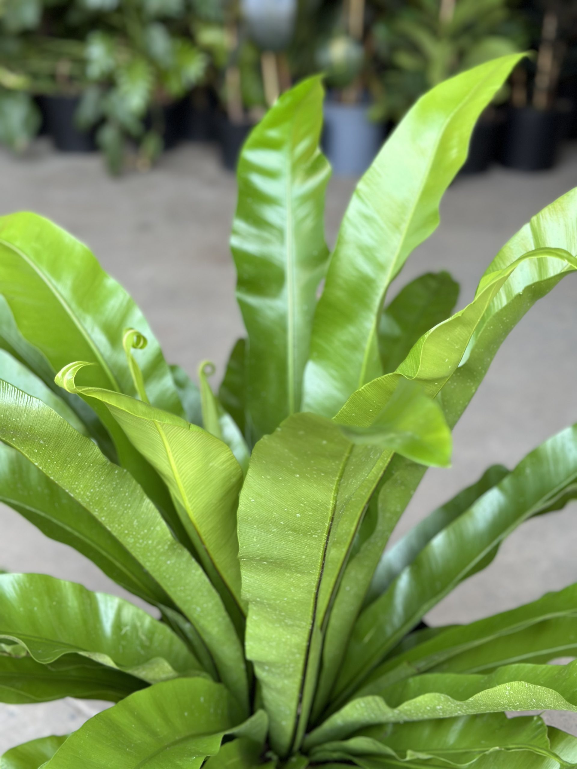 XL Birds Nest Fern Antiquum - Botanical Heaven