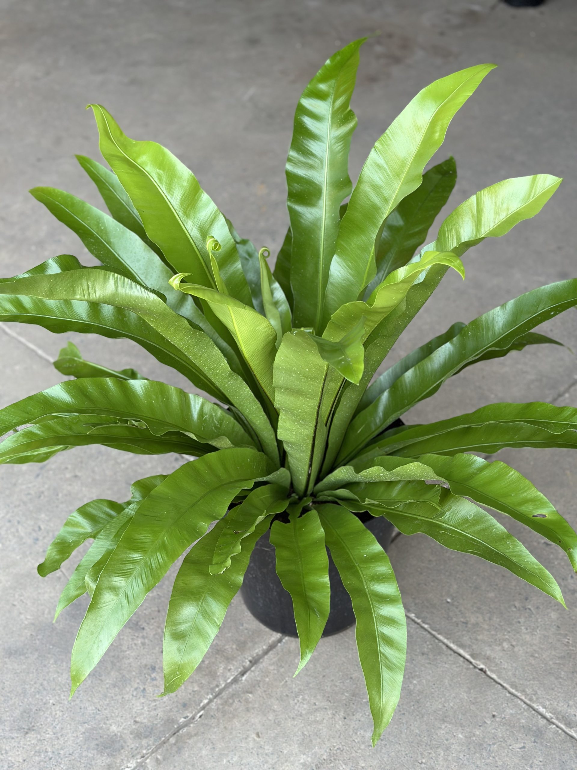 XL Birds Nest Fern Antiquum - Botanical Heaven