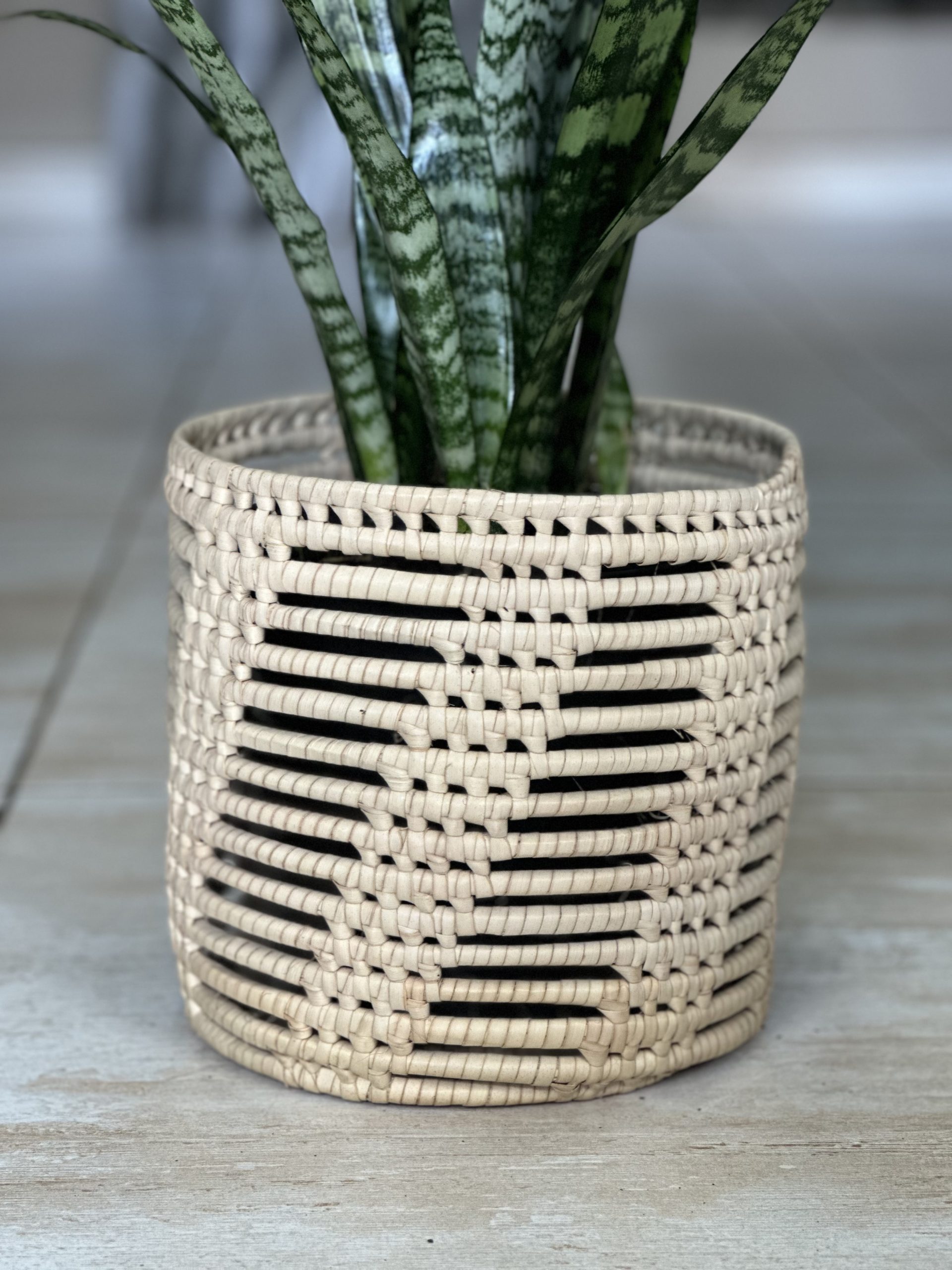 Green Snake Plant With Basket (M) - Botanical Heaven