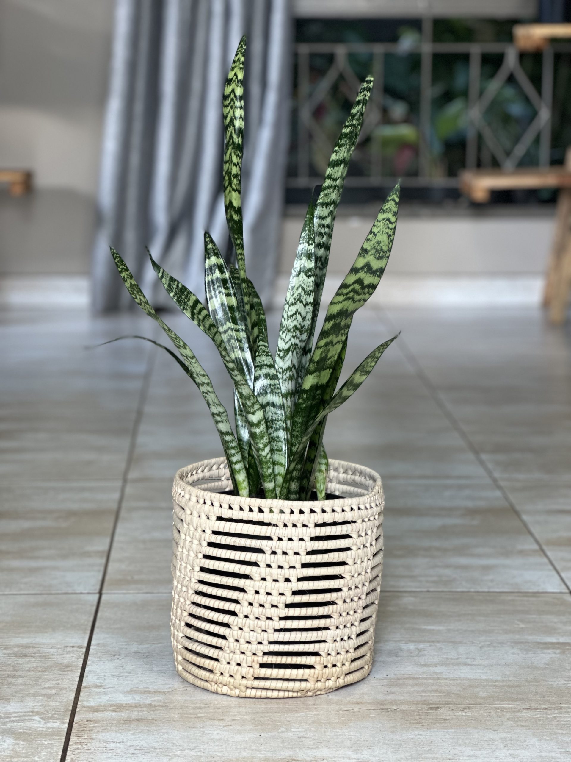 Green Snake Plant With Basket (M) - Botanical Heaven