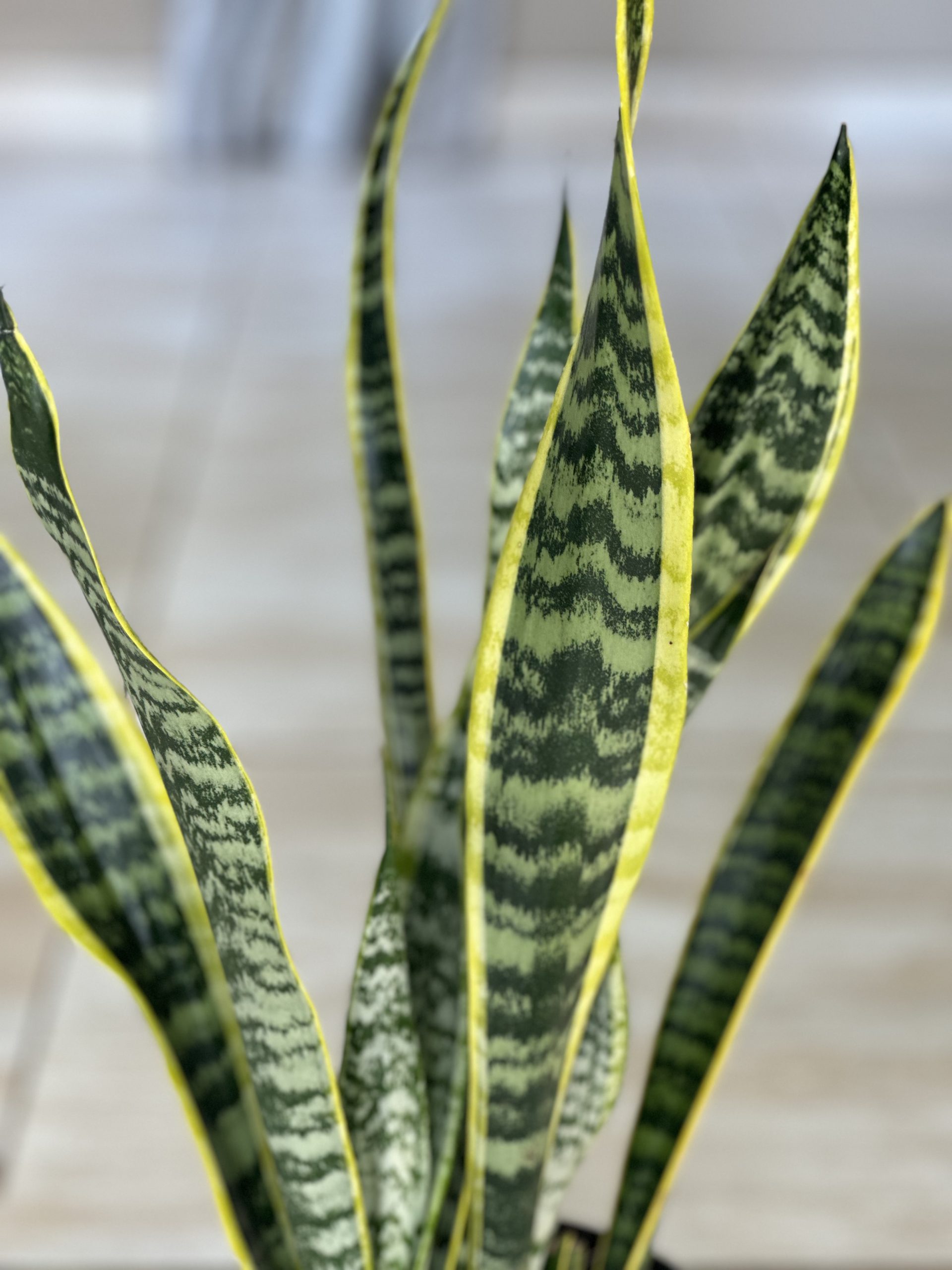 Variegated Snake Plant (M) - Botanical Heaven