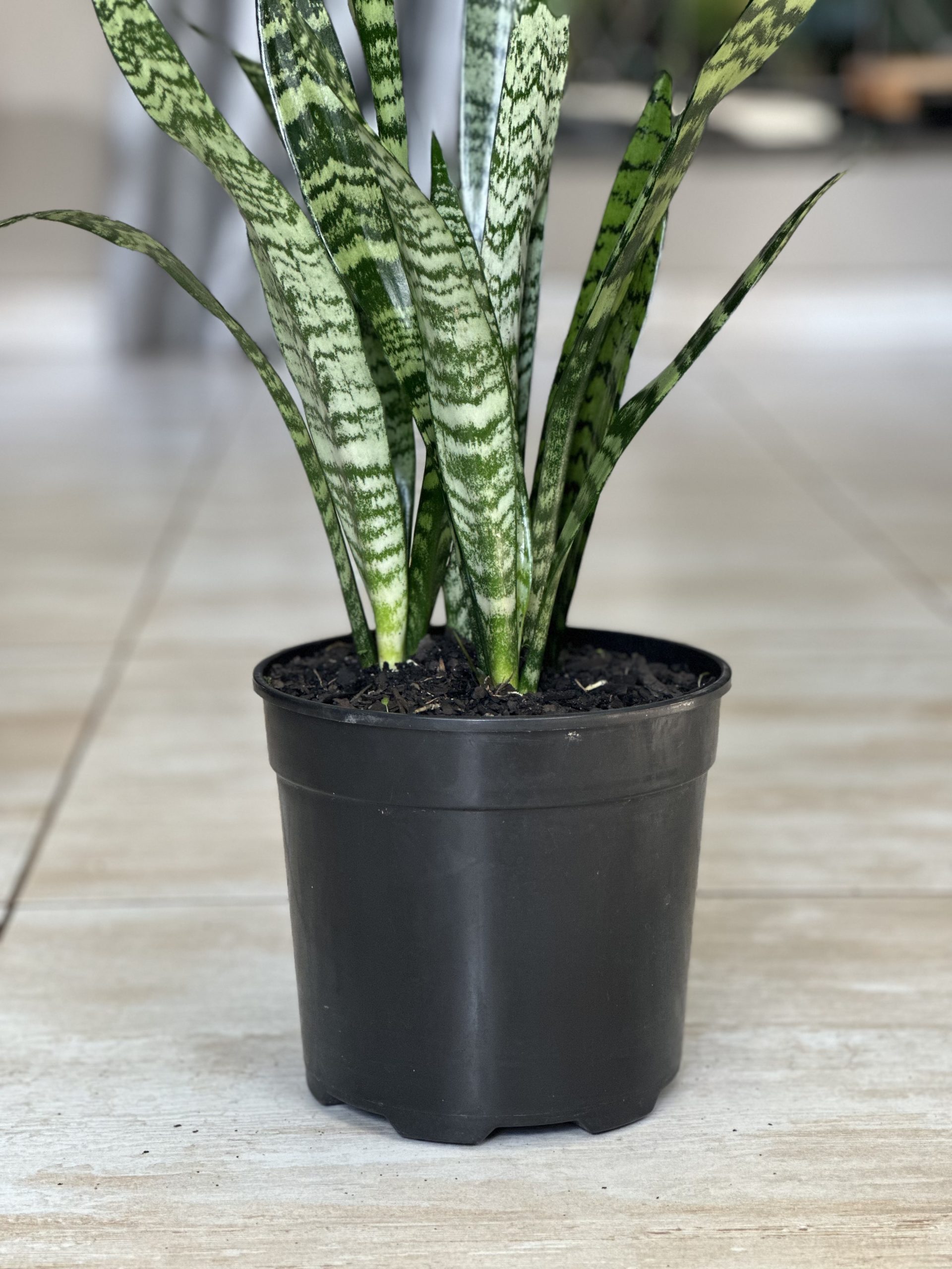 Green Snake Plant (M) - Botanical Heaven