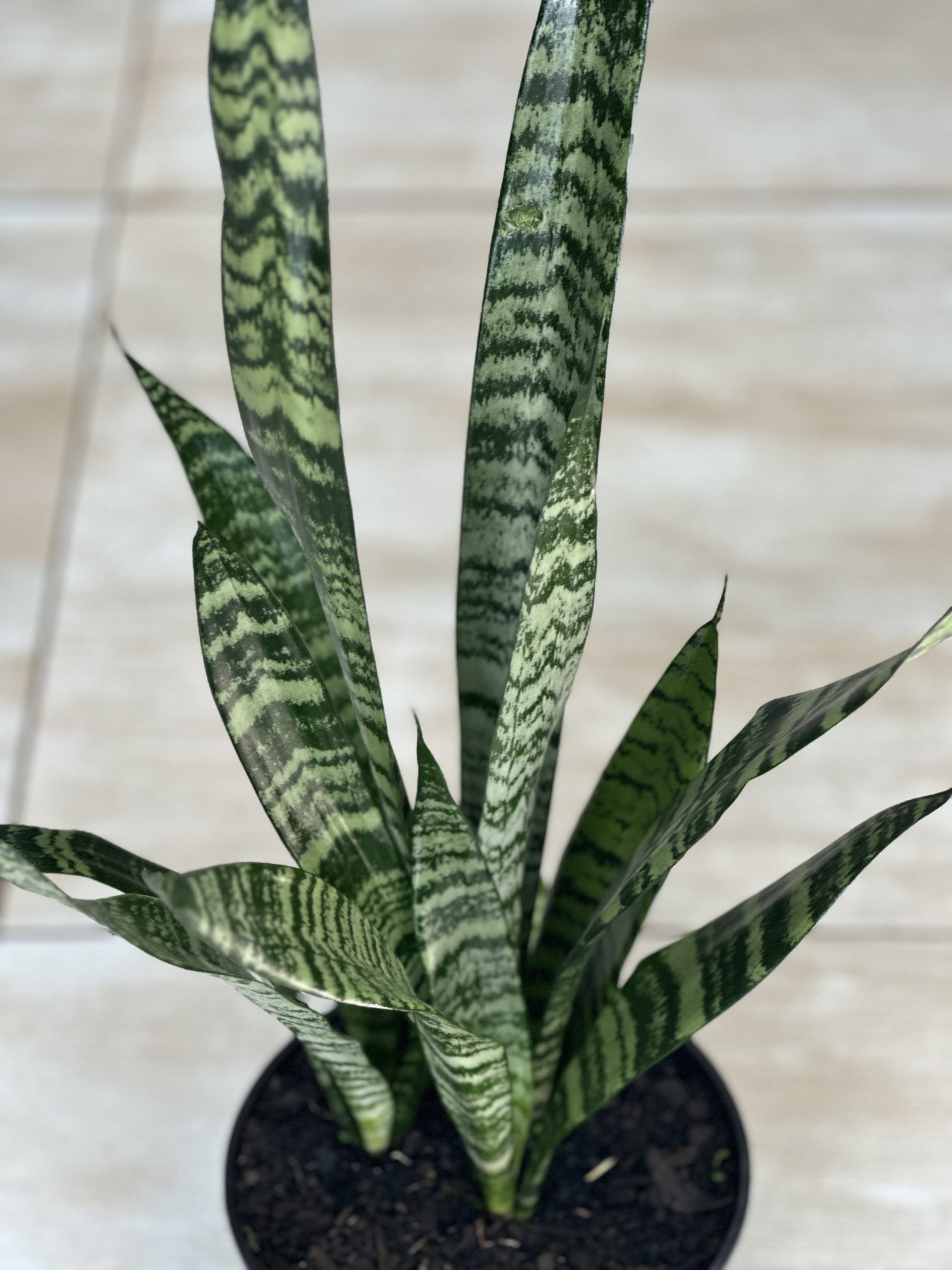 Green Snake Plant (M) - Botanical Heaven