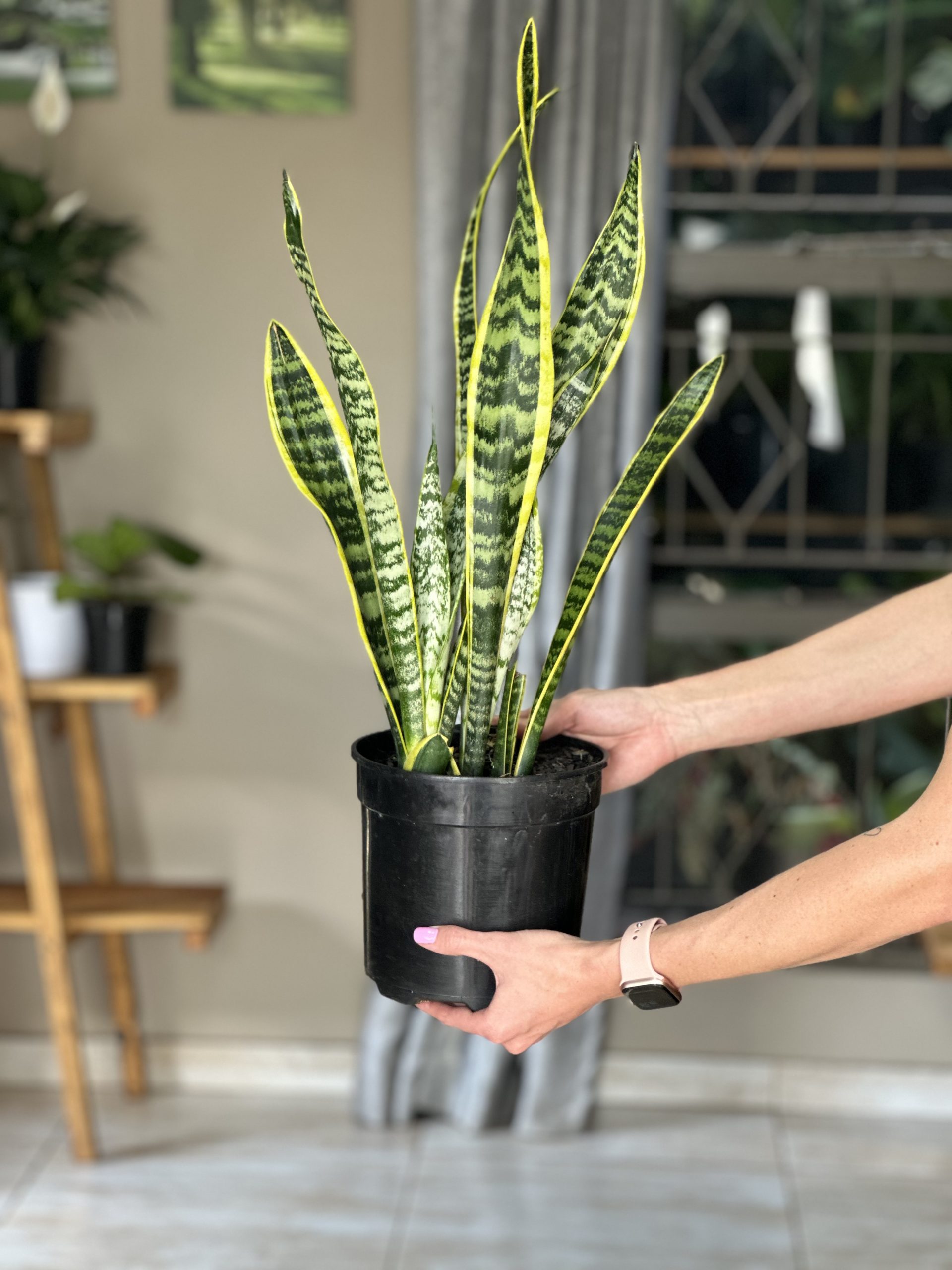 Variegated Snake Plant (M) - Botanical Heaven