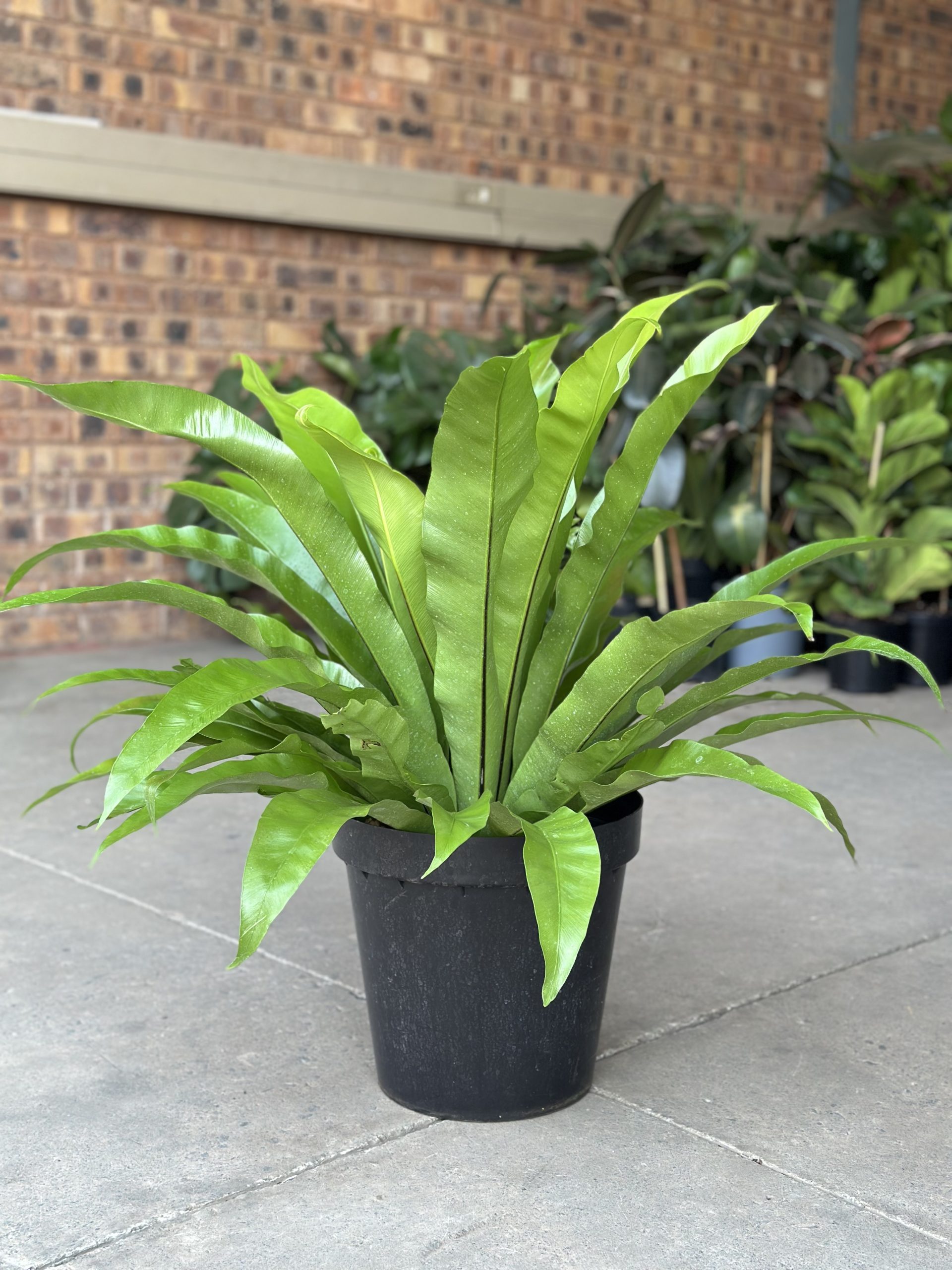 XL Birds Nest Fern Antiquum - Botanical Heaven