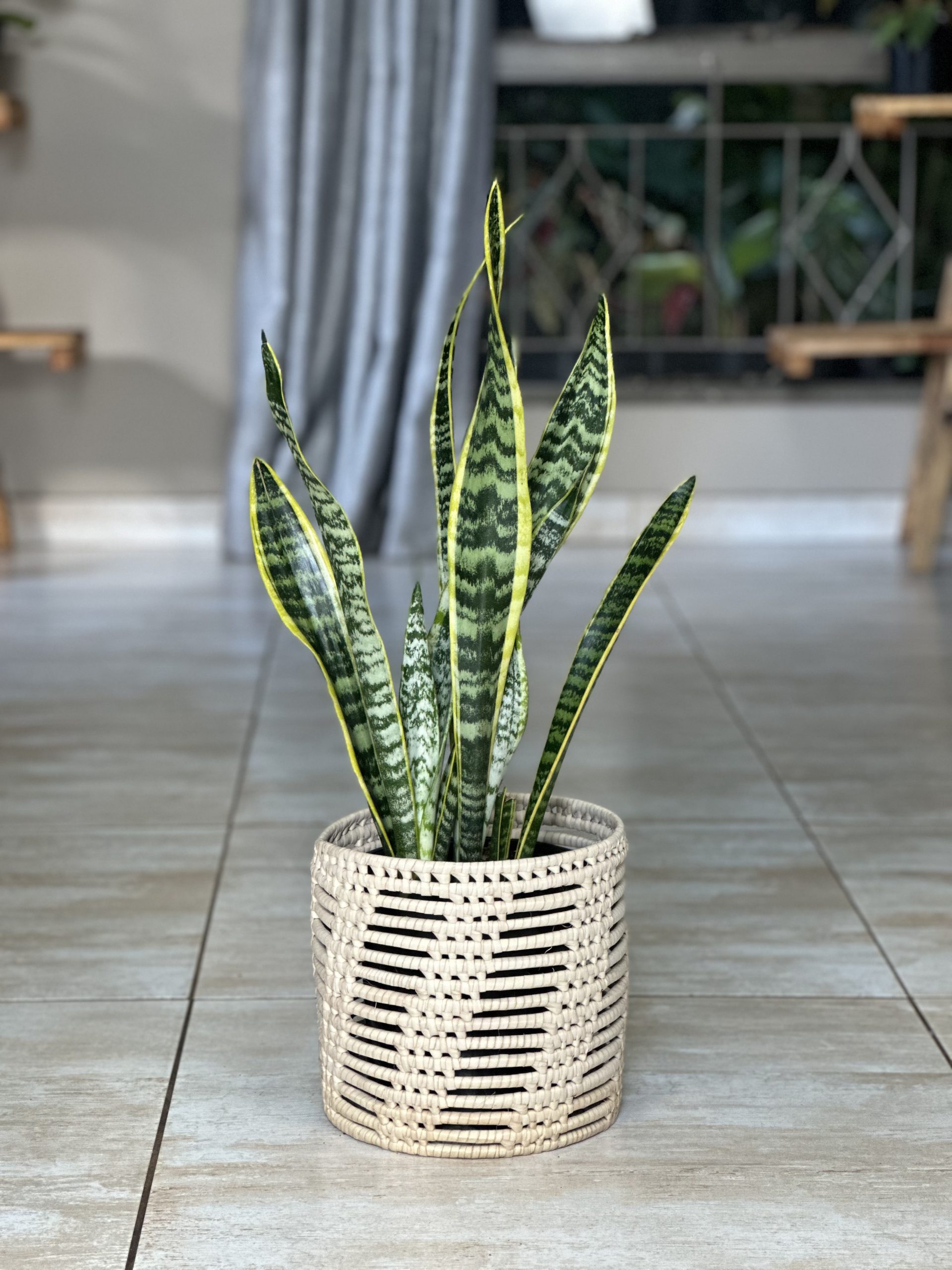 Variegated Snake Plant With Basket (M) - Botanical Heaven