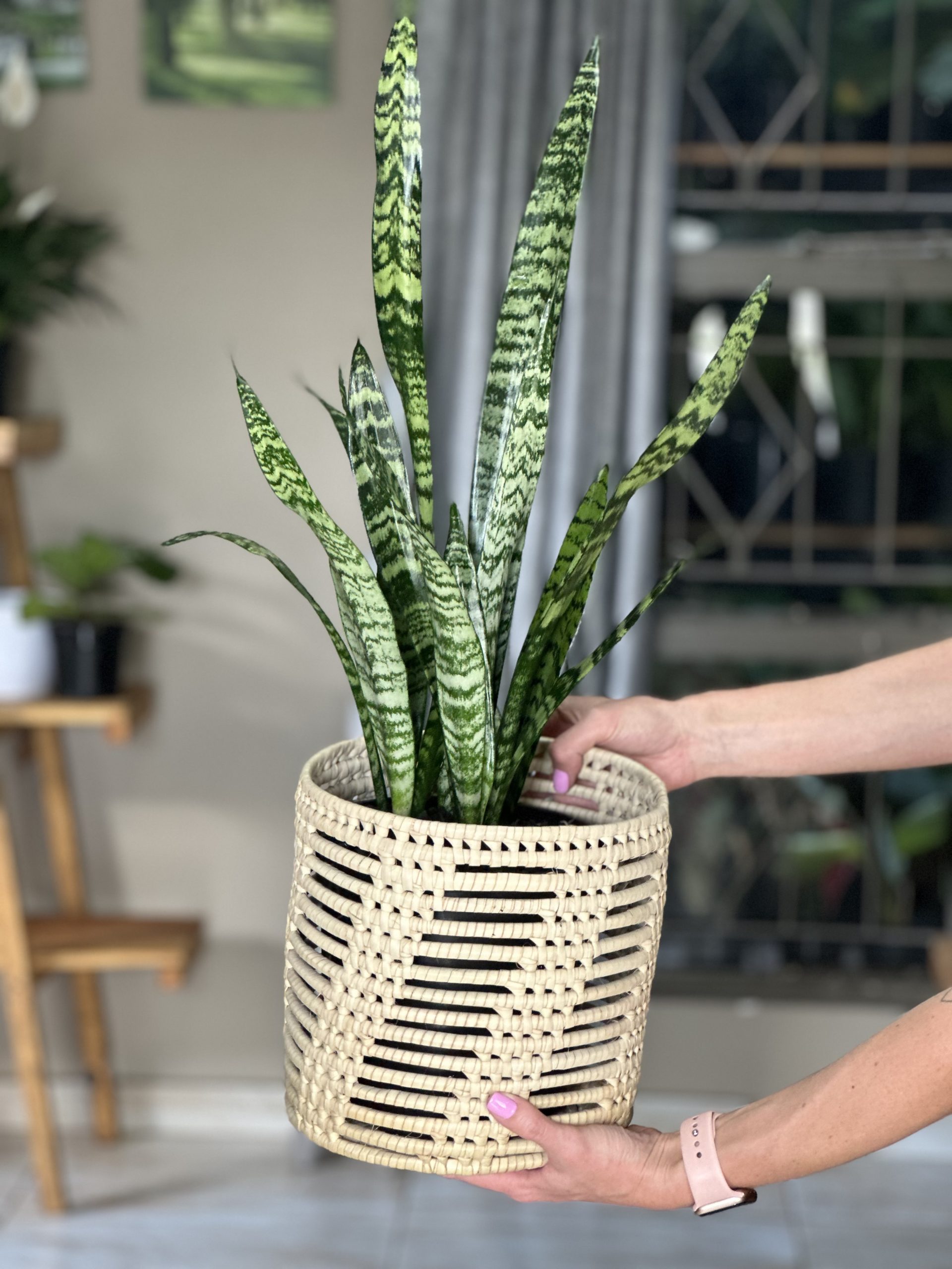 Green Snake Plant With Basket (M) - Botanical Heaven